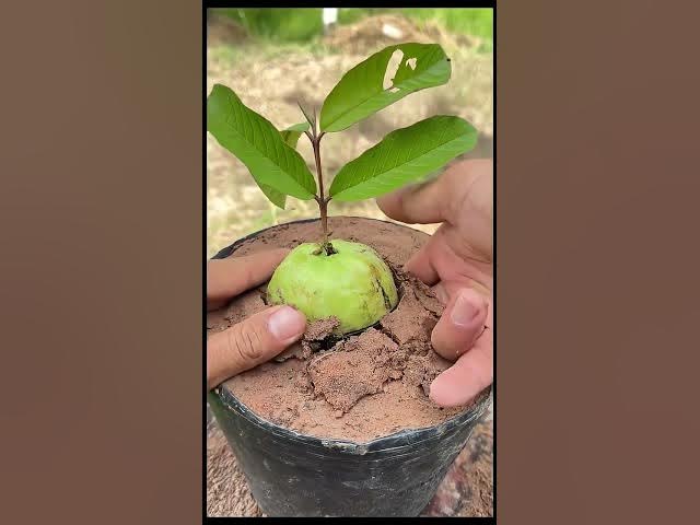 Video thumbnail for New Technique Harvest guavas and apples on a wonderful tree using new grafting #shorts #satisfying