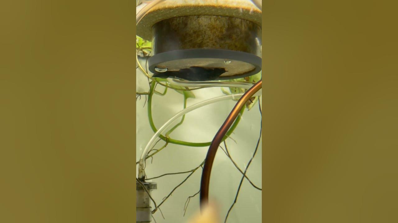 Video thumbnail for Female l183 bristlenose pleco hanging out