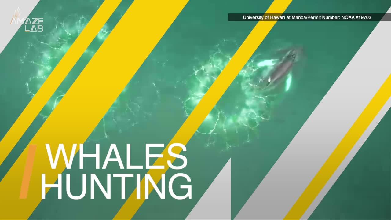 Video thumbnail for Humpback Whales Use Bubble Nets to Catch Krill, a Clever Hunting Trick