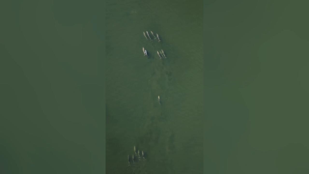 Video thumbnail for Australia: Heartbreaking scenes as mother dolphin refuses to let her dead calf sink in ocean.