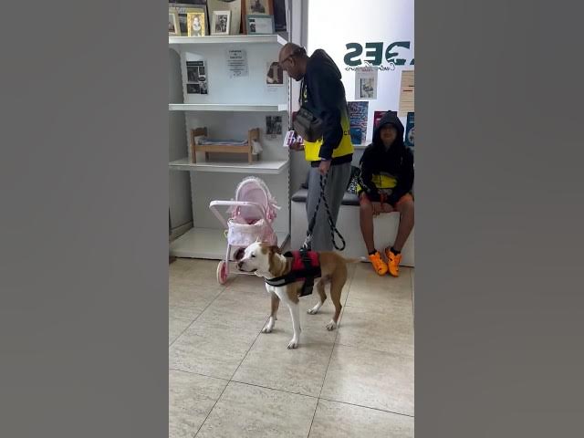 Video thumbnail for Our baby rescue wants to live so bad! It’s always happy even when he is sick . #family #rescue