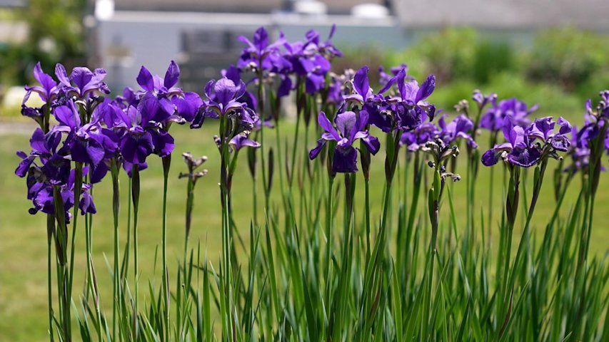 Video thumbnail for Made in Connecticut: White Flower Farm