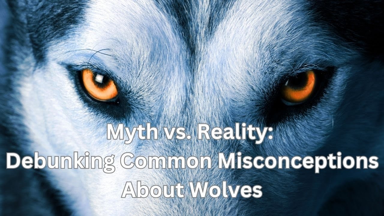 'Video thumbnail for Myth vs  Reality Debunking Common Misconceptions About Wolves'