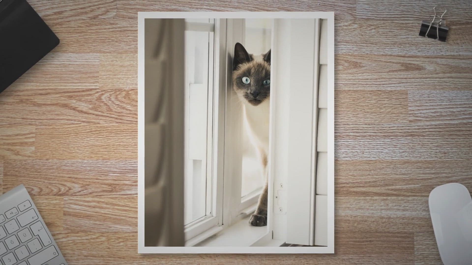 Video thumbnail for 11 Best Food For Siamese Cat With Sensitive Stomach