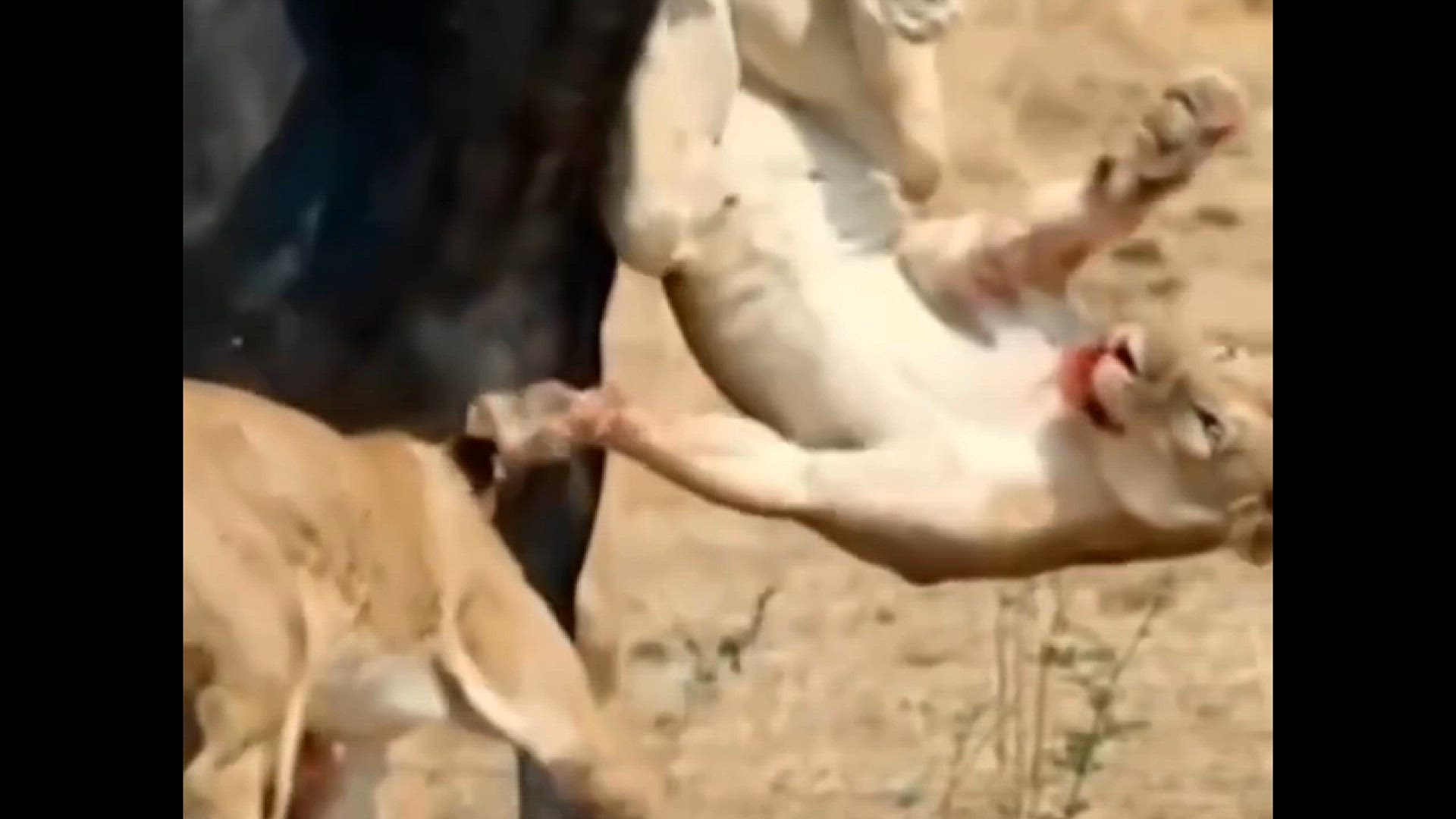 'Video thumbnail for Lions vs. Buffaloes, Predators and Prey Face Off in the wild'