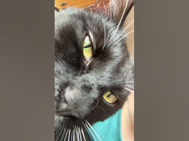 Video thumbnail for Cat rizz pt3 💕😝#cat#rizz#catlovers #subscribe #fyp
