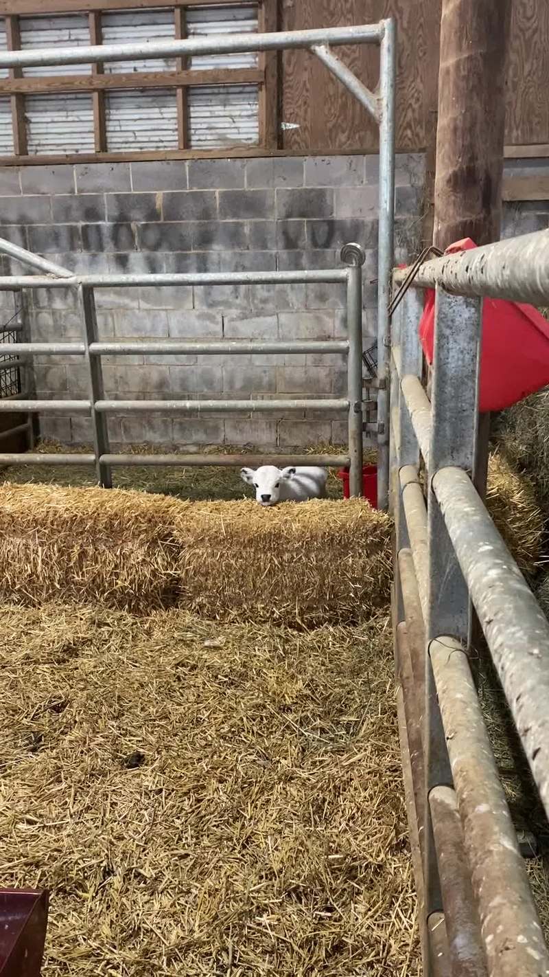Video thumbnail for Mini Calf Peeking over Hay Bales in the Barn