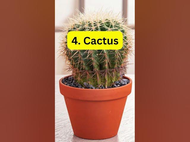 Video thumbnail for 10 Non Toxic Plants for Dogs and Cats at Home #houseplants #indoorplants #plants