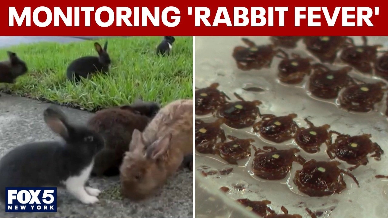 Video thumbnail for Health officials monitoring 'rabbit fever' on Long Island