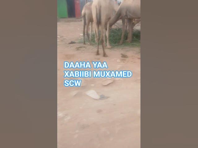 Video thumbnail for Geela jigjiga