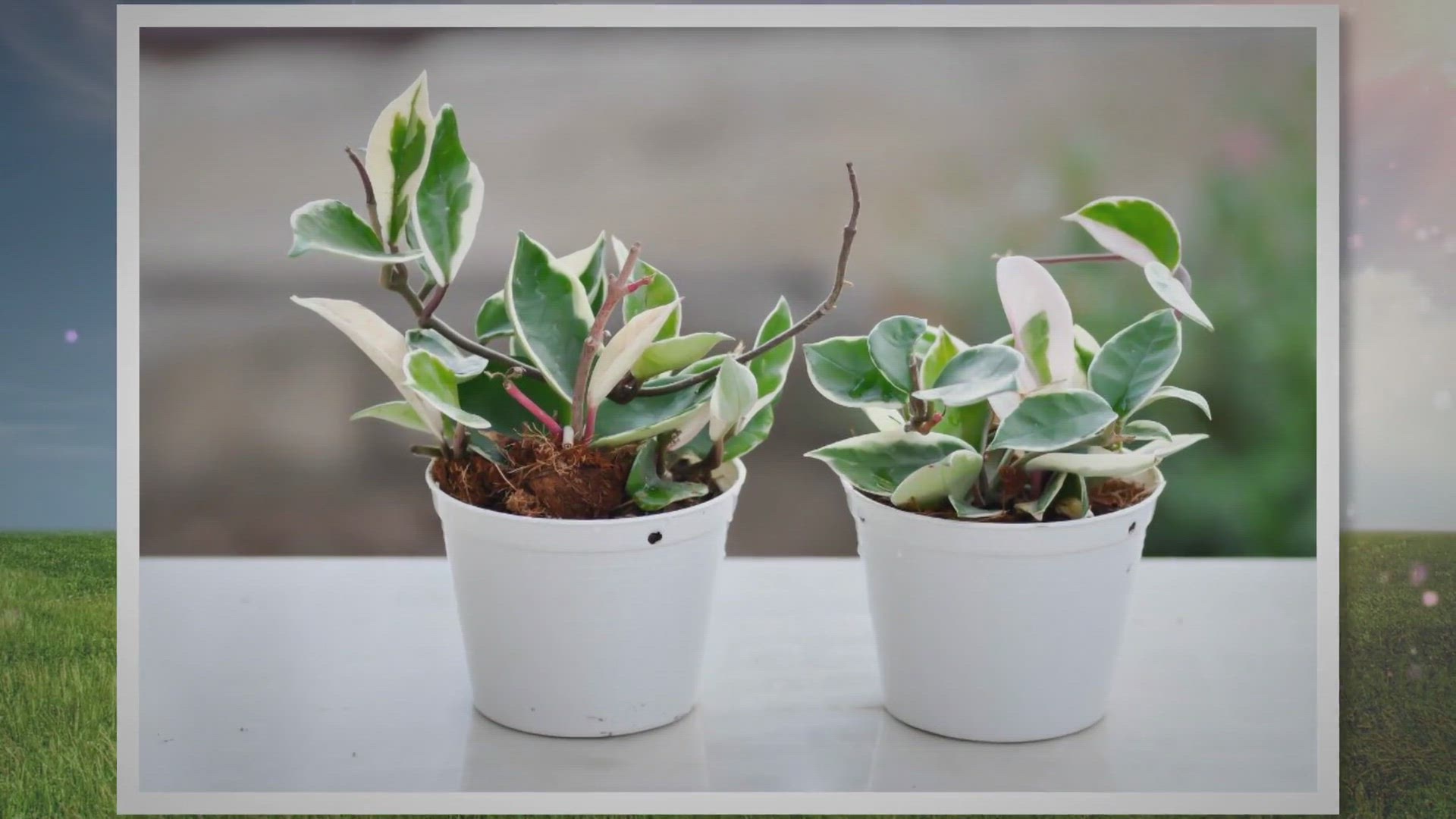 'Video thumbnail for Hoya Plant Care: Essential Tips for a Thriving Hoya'