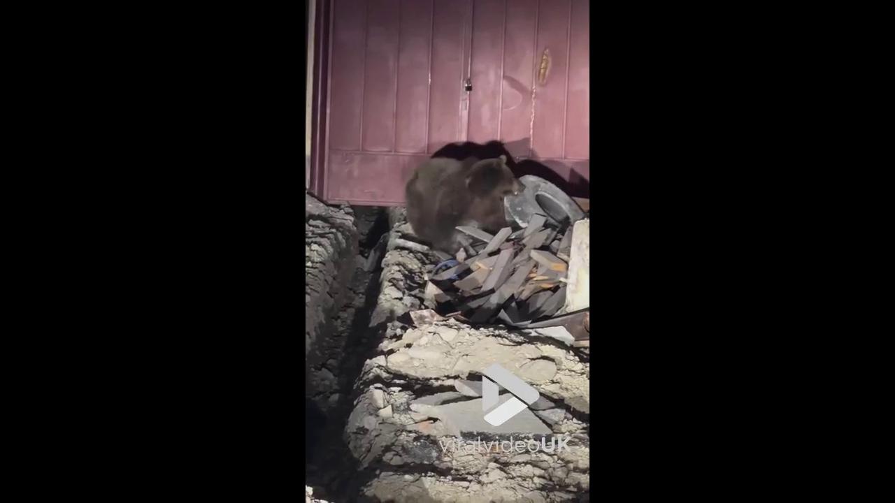 Video thumbnail for VV5053 Bear caught roaming mountain village late at night