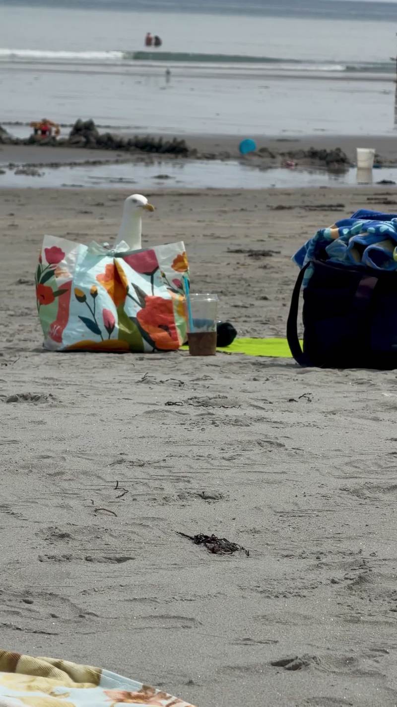 Video thumbnail for Sneaky Seagull Raids an Unattended Beach Bag