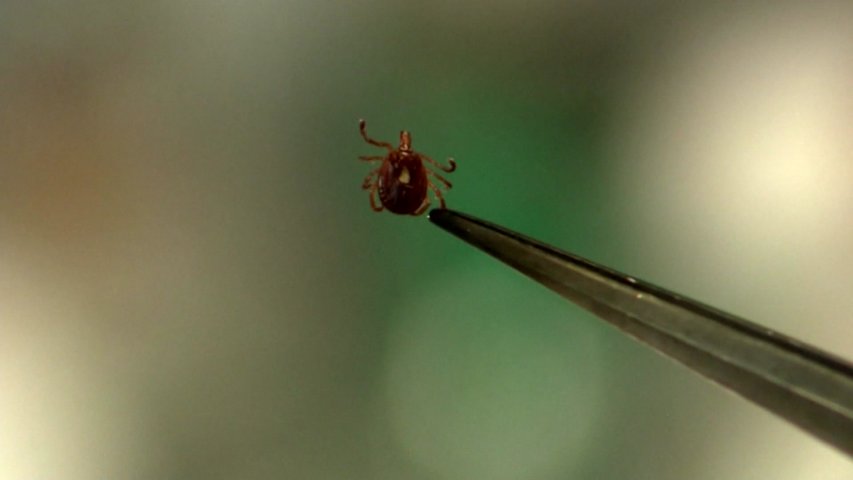 Video thumbnail for Fourth confirmed case of 'rabbit fever' reported in Suffolk County