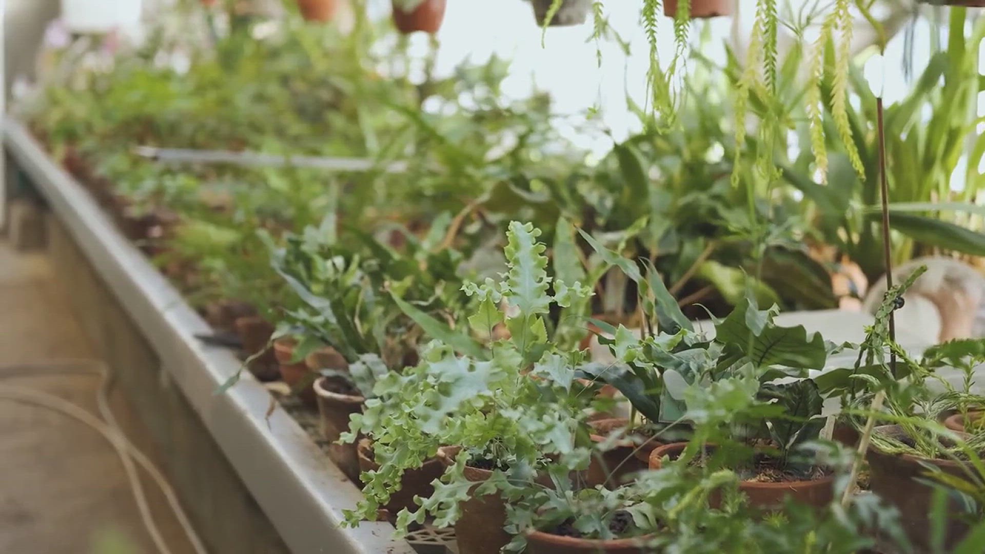 'Video thumbnail for A Guide to Cultivation and Care for Clusia Plants'