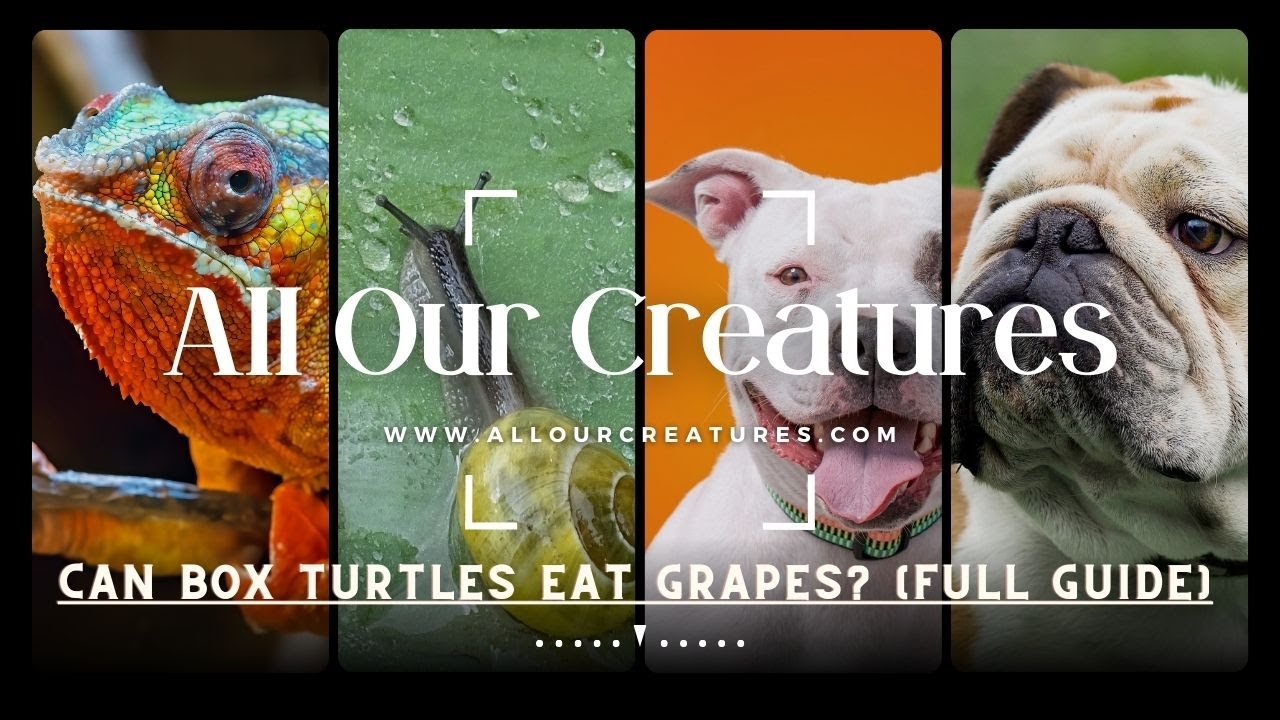 Video thumbnail for Grape Delight: Can Box Turtles Eat Grapes? [Full Guide]