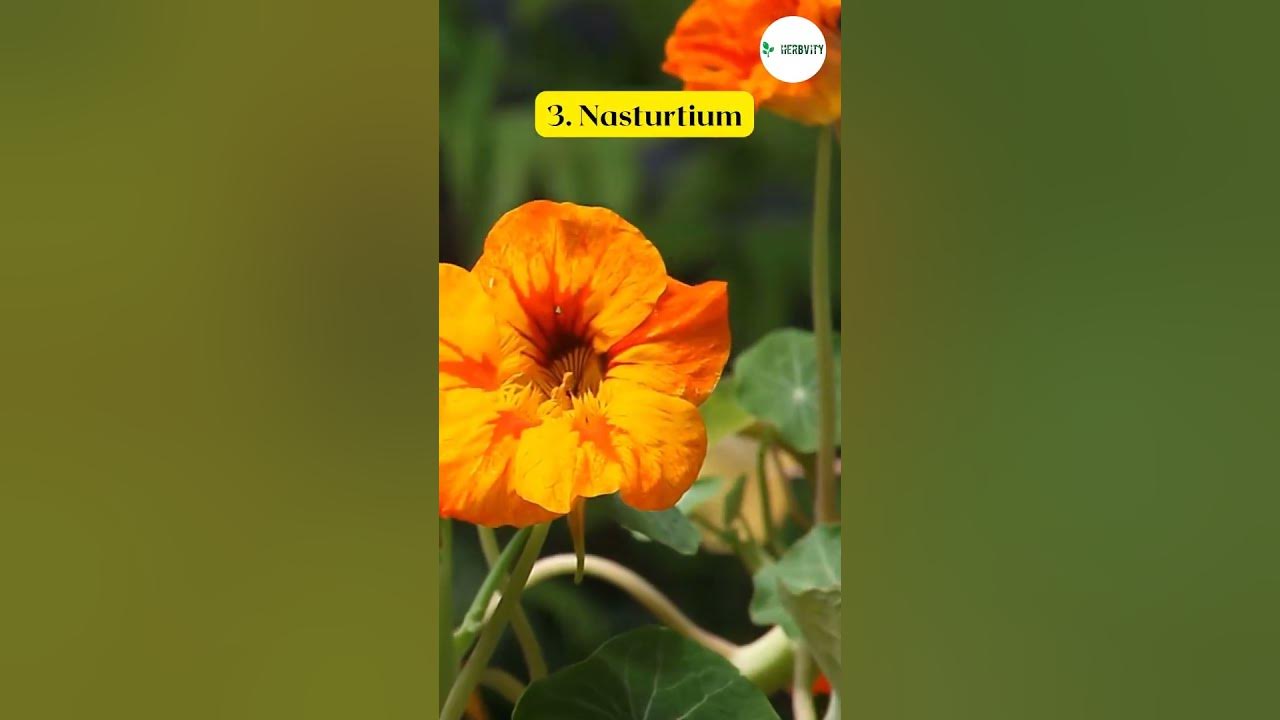 Video thumbnail for Good Eggplant Companion Plants ππ #farming #herbgarden #shorts