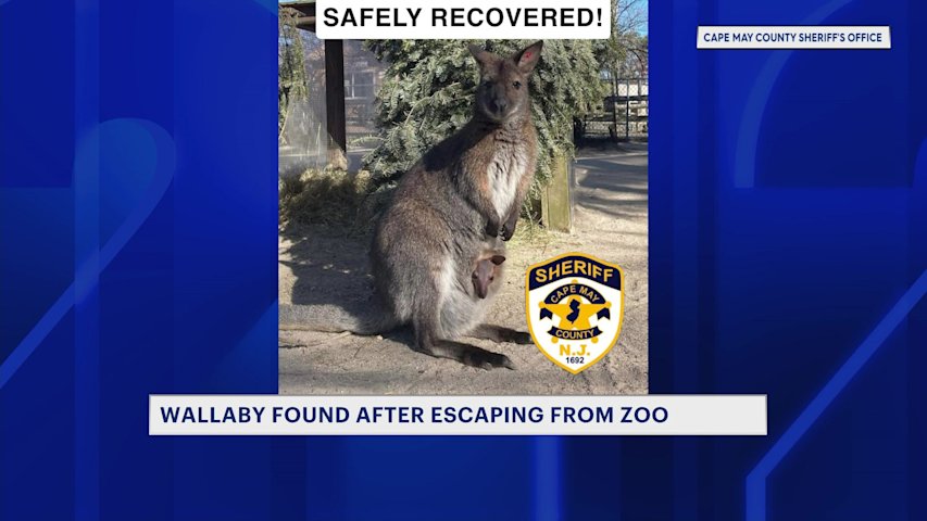 Video thumbnail for Wallaby found after escaping from Cape May County Zoo