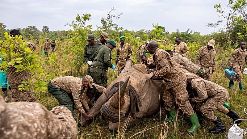 Video thumbnail for Uganda: Rhinos return to Kidepo Valley Park for first time since 1983
