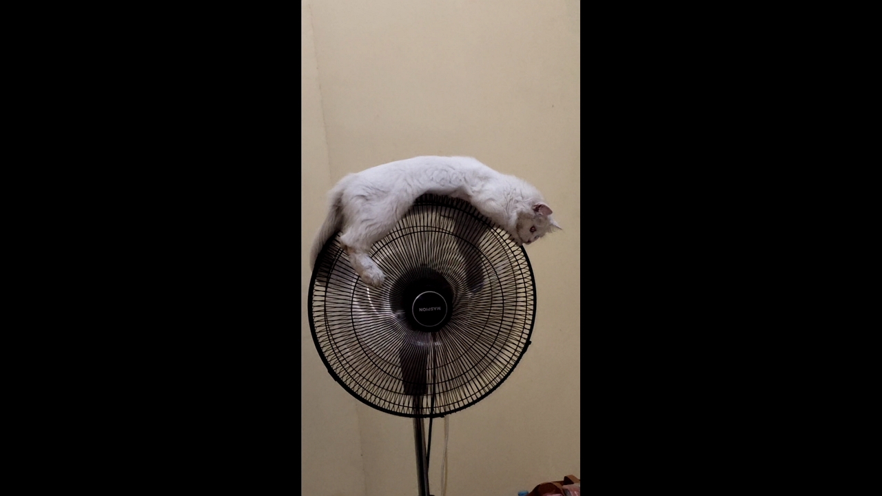 Video thumbnail for Cat Calmly Rides on a Moving Fan in Surabaya