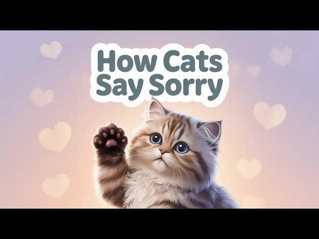 Video thumbnail for How Cats Apologize: 8 Adorable Sorry Signs