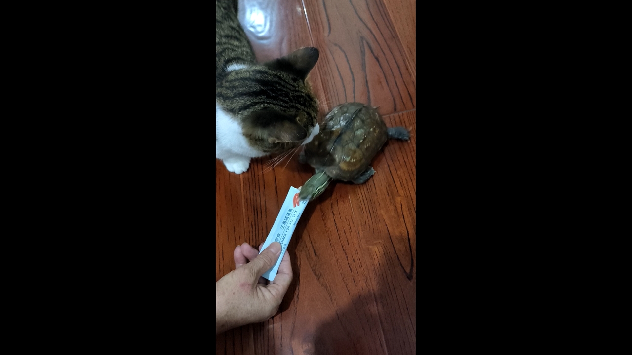 Video thumbnail for Turtle Chases Cat After Treats Are Taken Away in Zhejiang