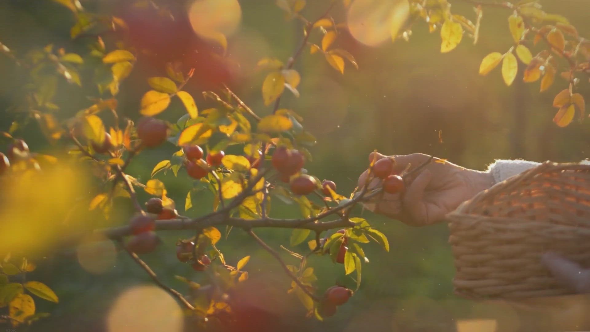 Video thumbnail for Holistic Wellness for Overall Health: Nurturing Every Dimension of Well-being