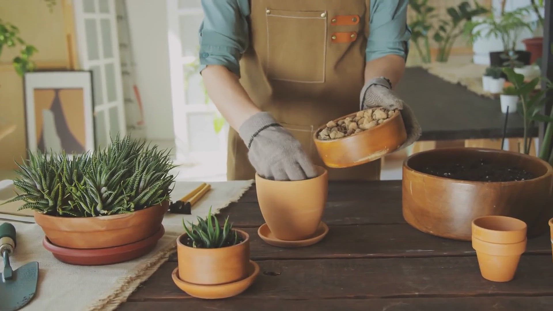 'Video thumbnail for Snake Plant Care 101'
