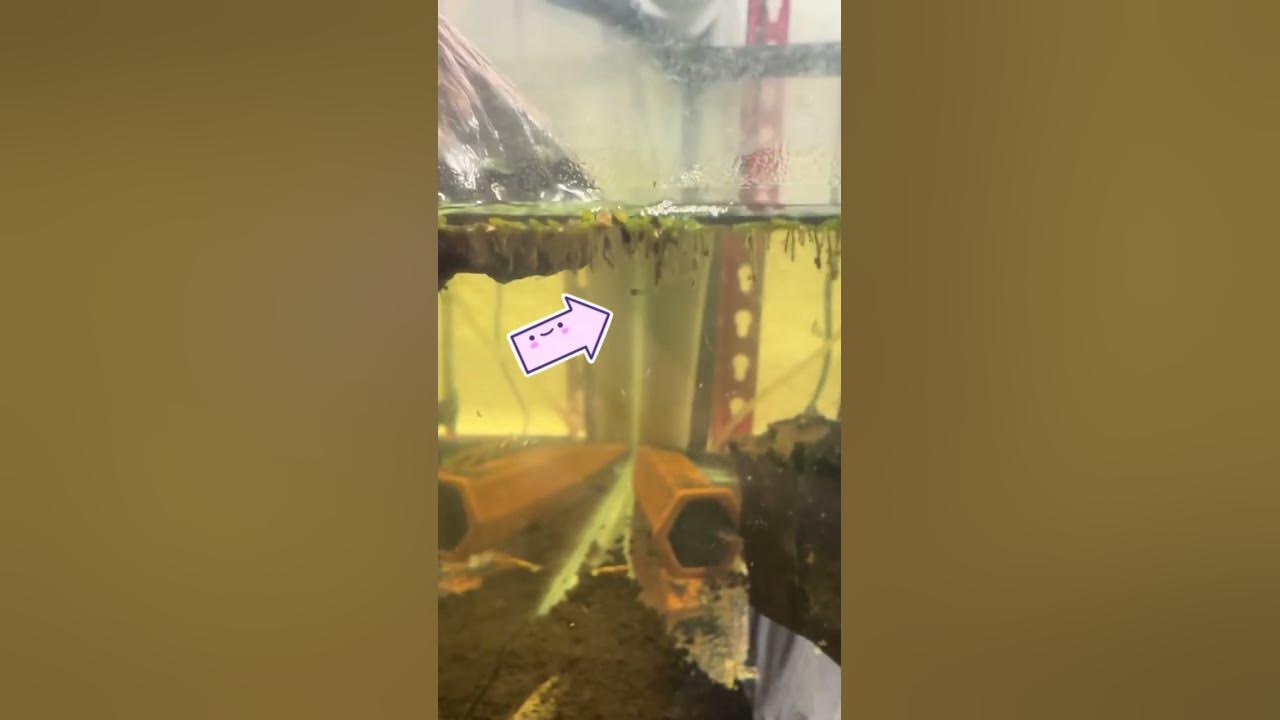 Video thumbnail for First Caridina babies!!! Sorry very small and hard to see. So excited