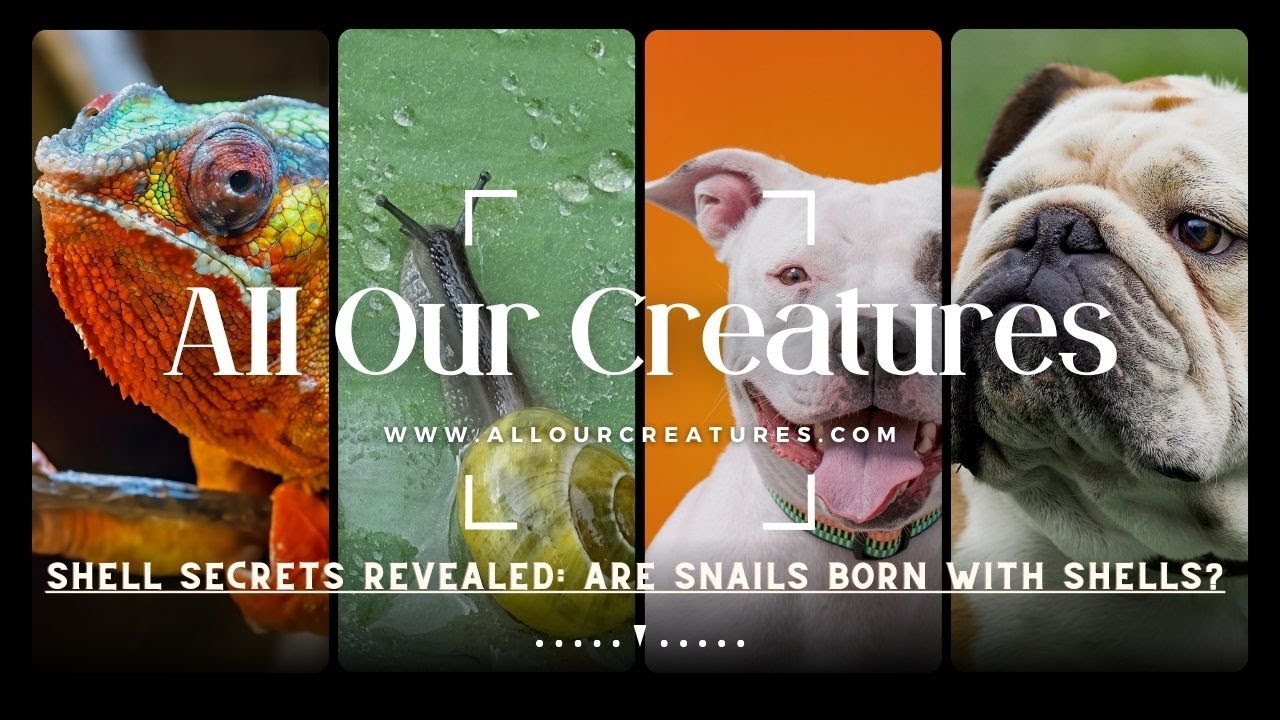 Video thumbnail for Shell Secrets Revealed: Are Snails Born with Shells?
