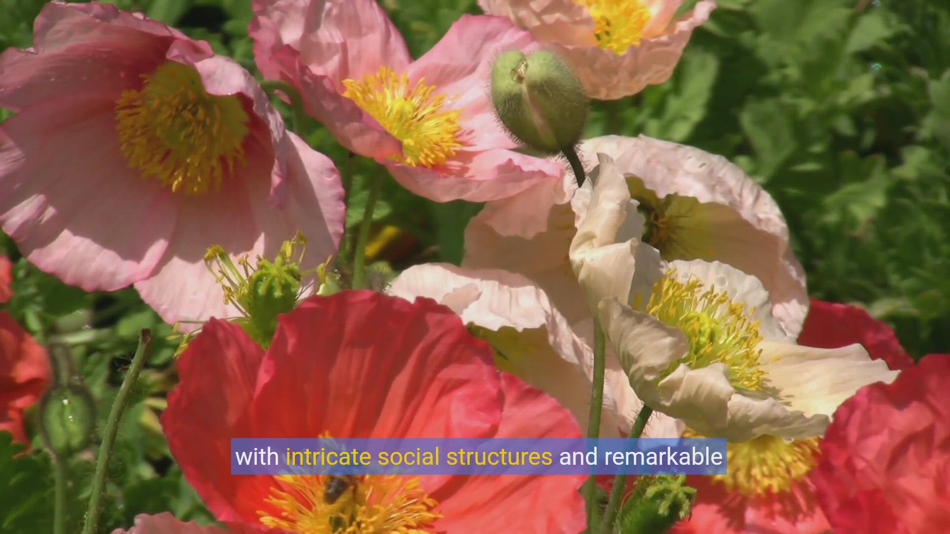 'Video thumbnail for Unveiling the Secret Life of Bees: Nature's Ingenious Architects'