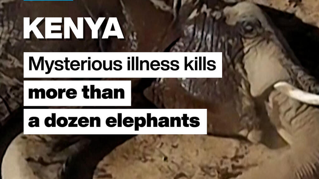 Video thumbnail for Kenya: Mysterious illness kills more than a dozen elephants