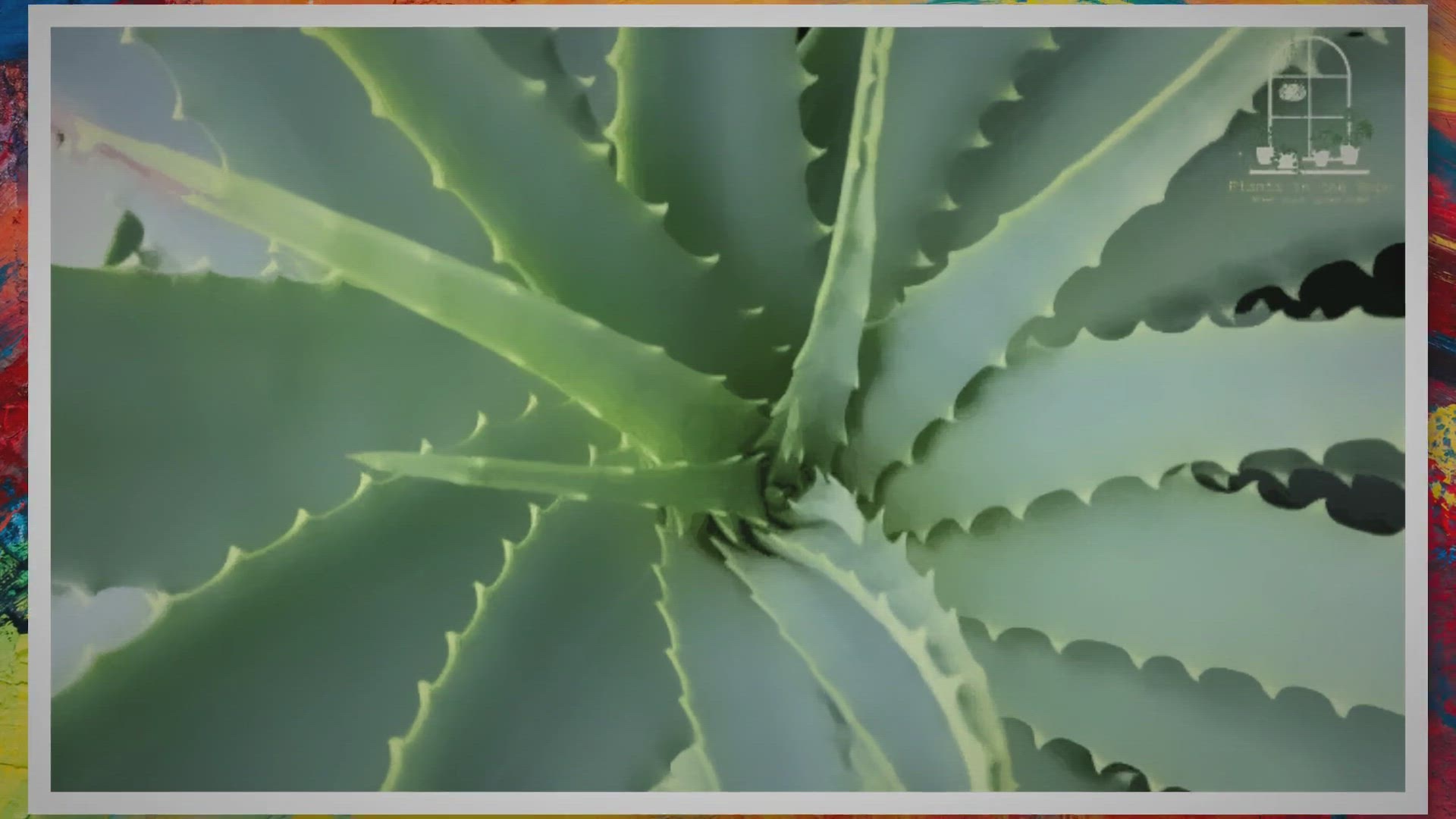 'Video thumbnail for Aloe Vera: The Ultimate Indoor Plant for Health and Wellness'