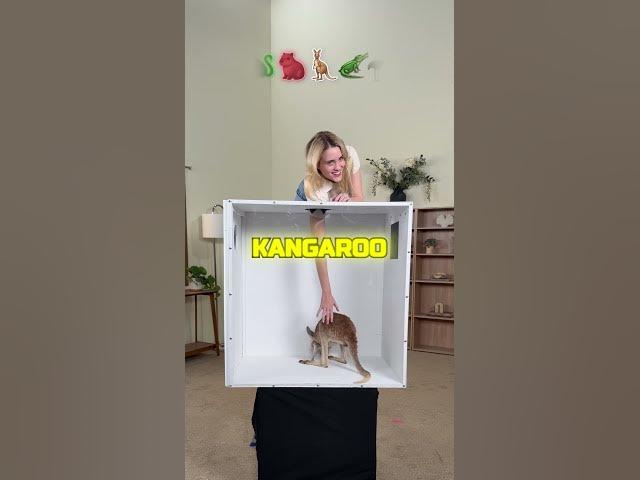 Video thumbnail for guest the animal