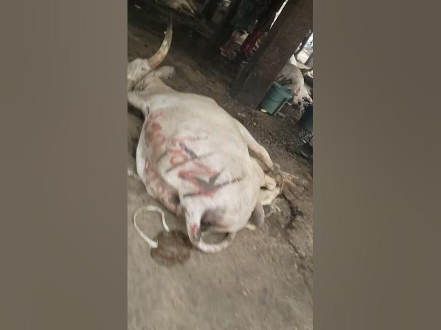Video thumbnail for Still anambra state meat center