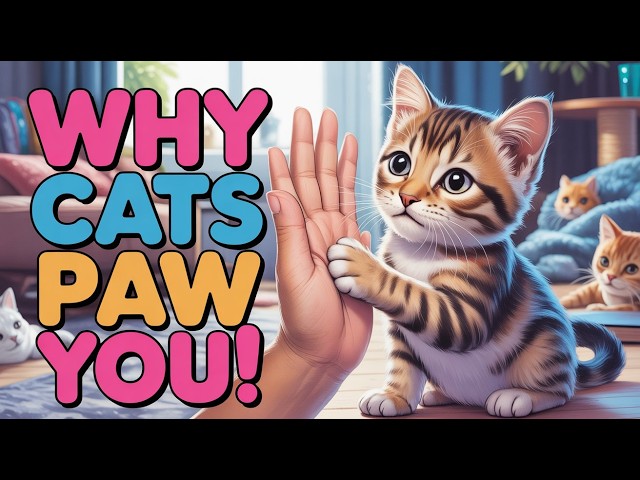 Video thumbnail for What It Means When Your Cat Touches You with Its Paw