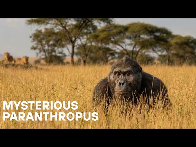 Video thumbnail for What Really Happened to Mysterious Paranthropus boisei?
