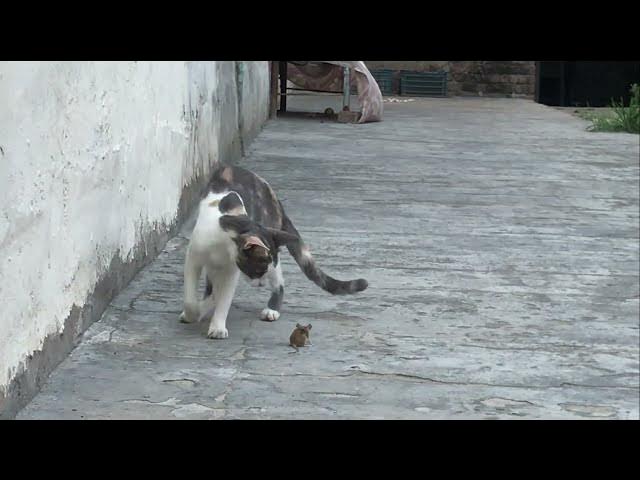 Video thumbnail for Cat eating rat | cat eating mouse π π