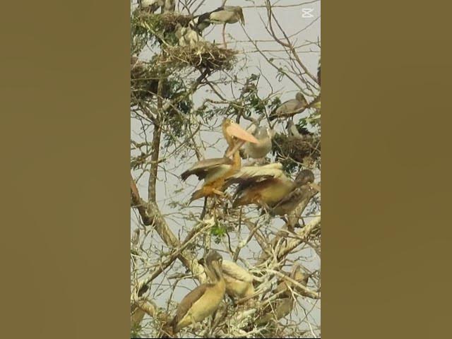 Video thumbnail for 74 pelican life stye