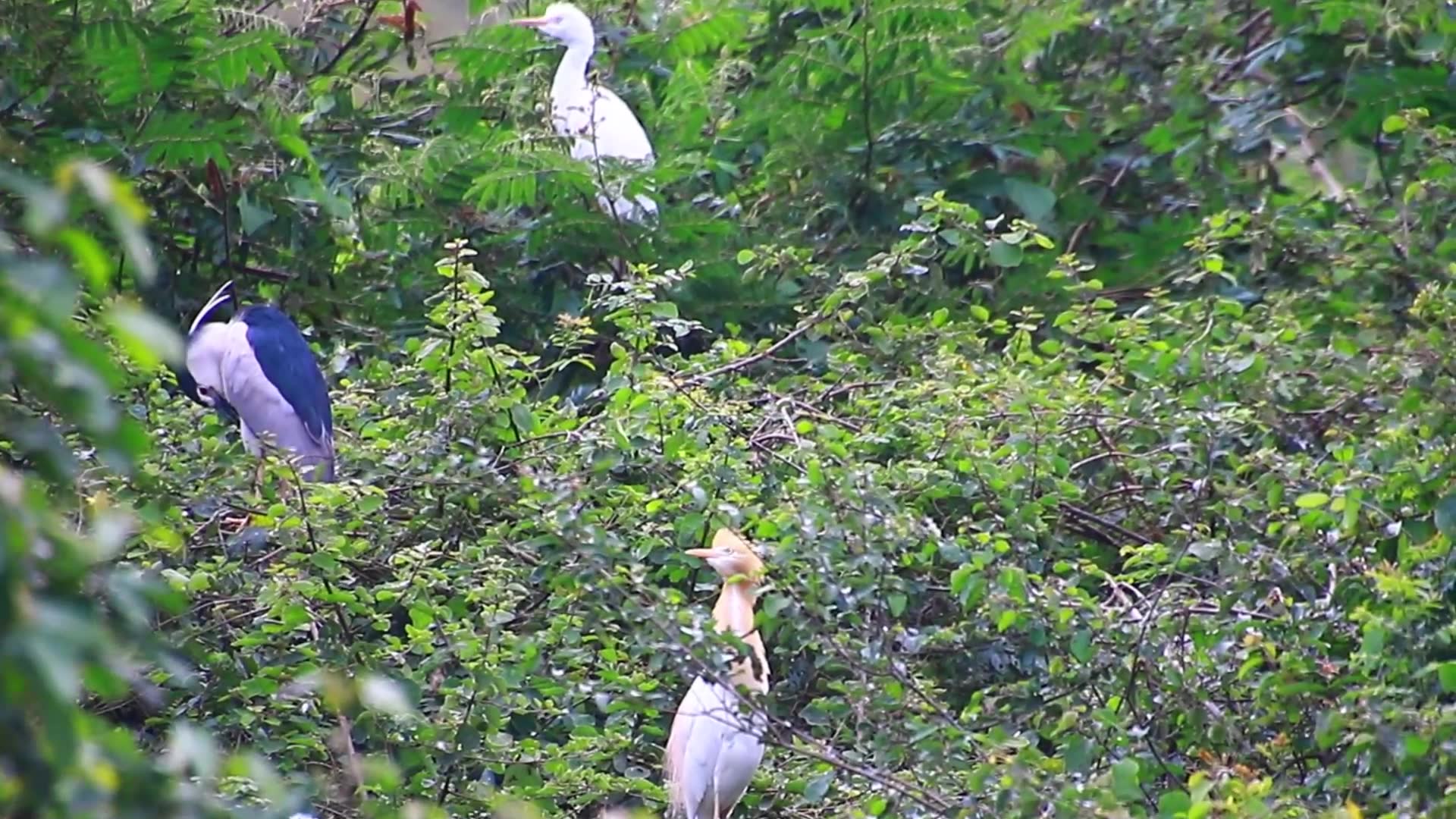 'Video thumbnail for Oh wild bird on nest'