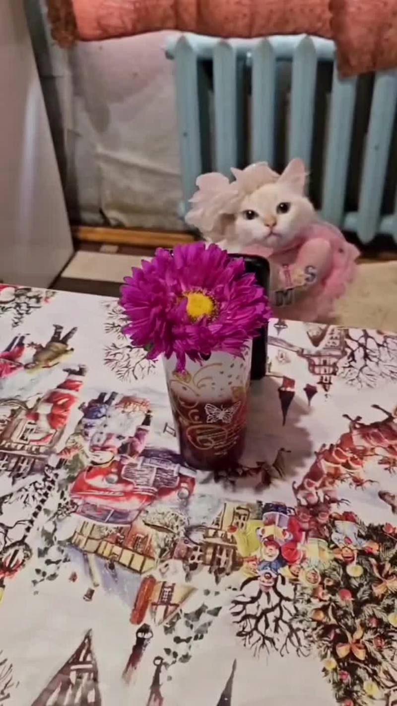 Video thumbnail for Romantic Lady Cat Waiting for a Call from Her Crush