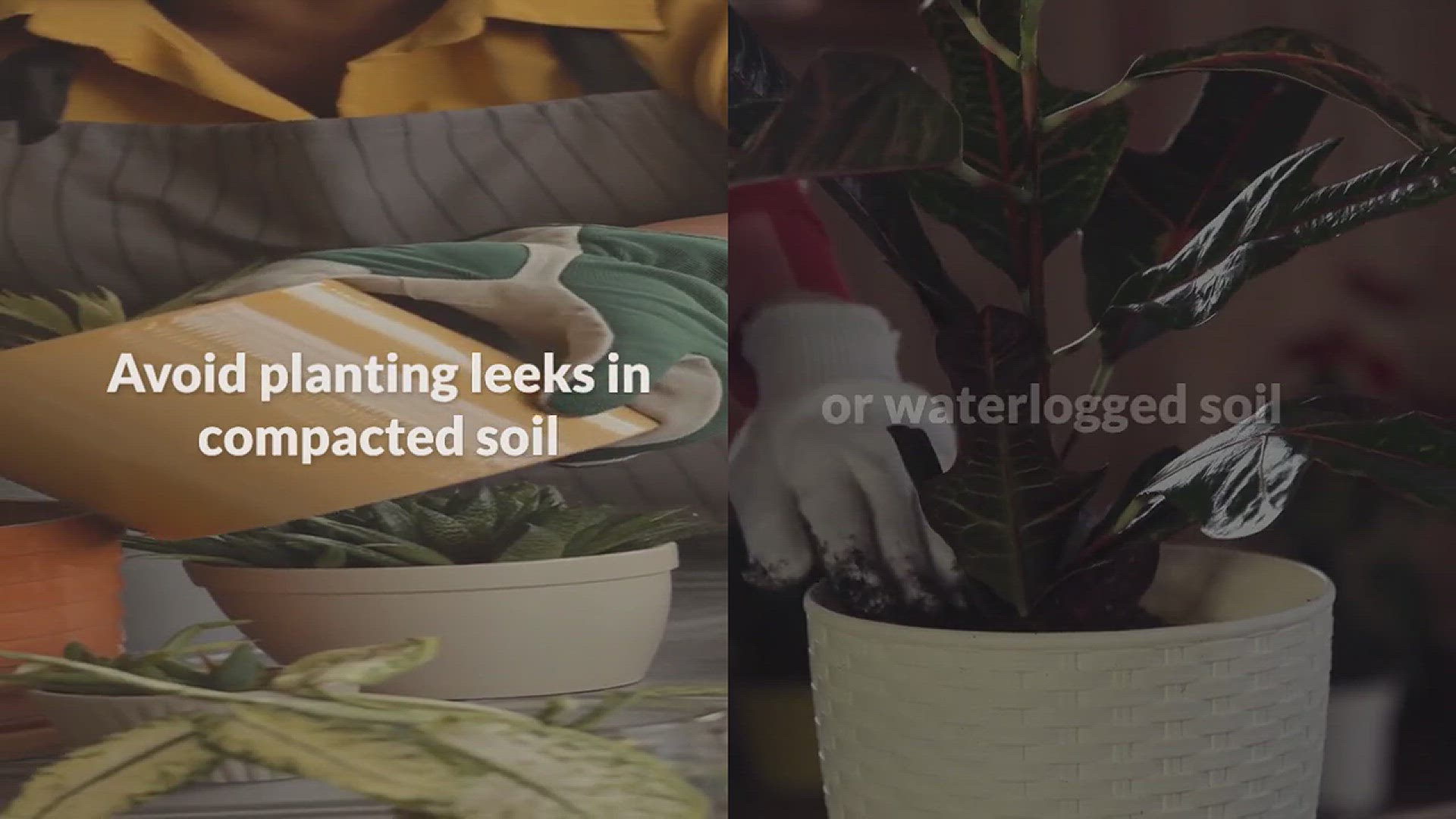 'Video thumbnail for Tips for Growing Leeks in the Garden'