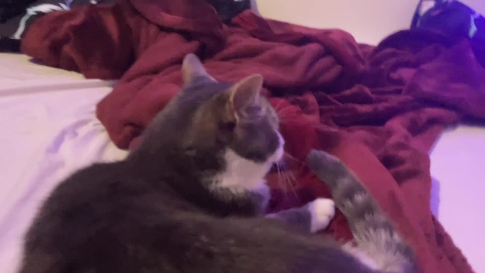 Video thumbnail for Maui