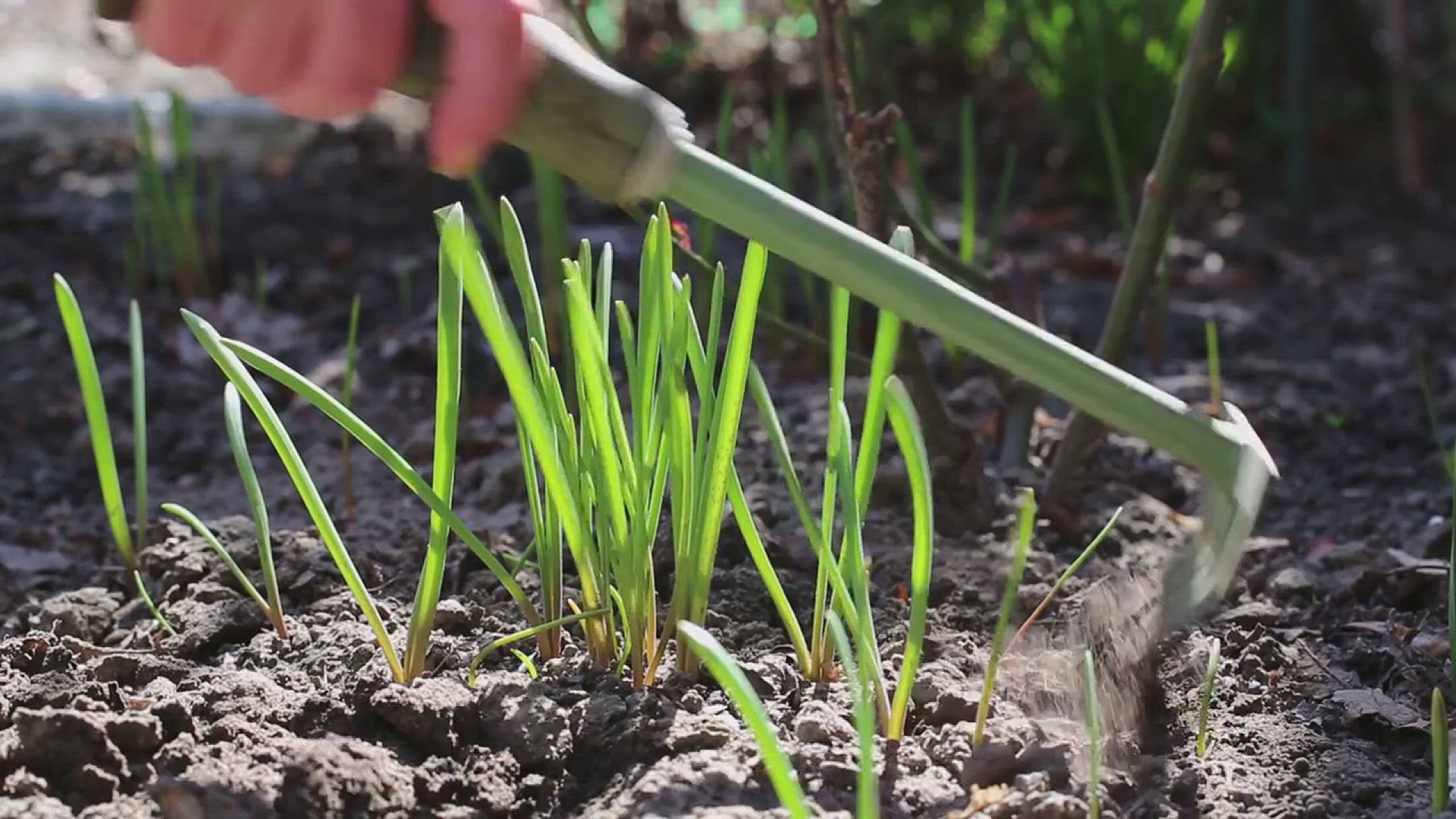 'Video thumbnail for Tips for Growing Lima Beans in Your Garden'