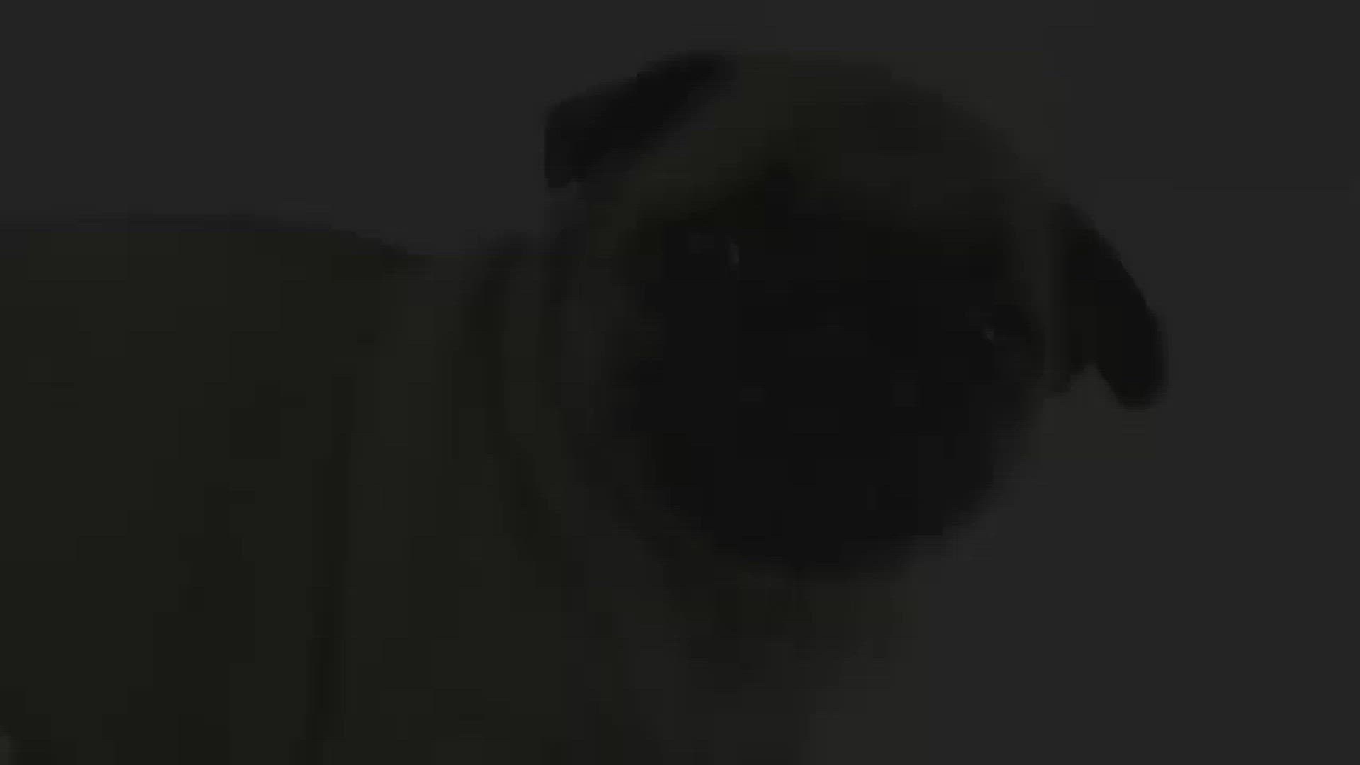 Video thumbnail for ¿Cómo Castigar a un Perro?