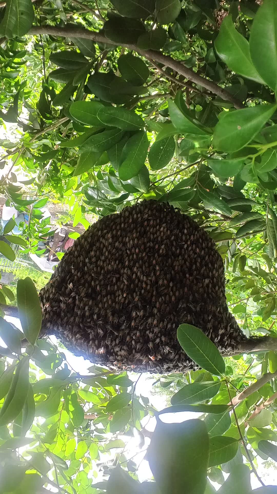 Video thumbnail for Big Bee in forest