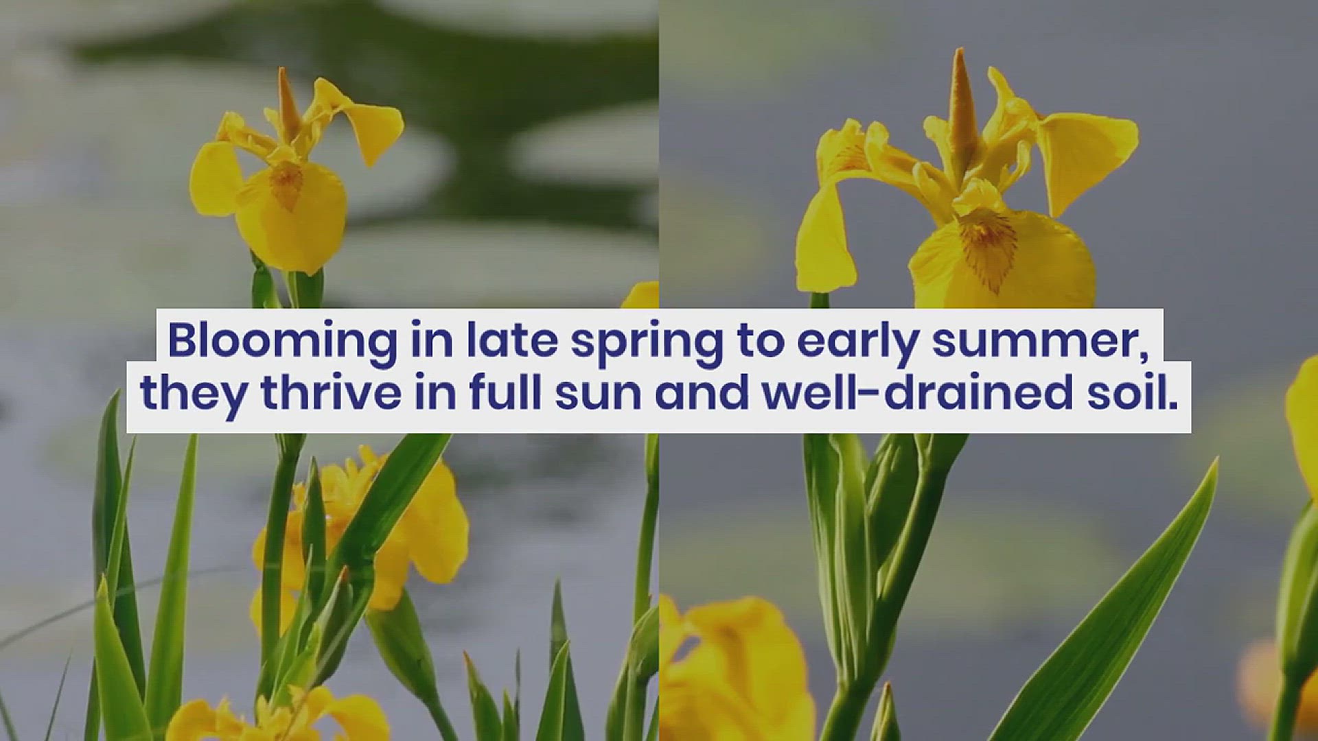 'Video thumbnail for Different Types of Irises for Gardening'
