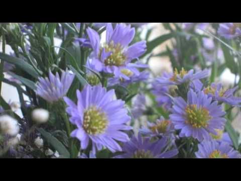 Video thumbnail for Kobra Susana-Poshte Un Pardeye Abbi