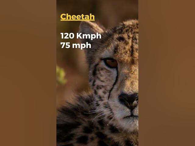 Video thumbnail for Need for Speed: These Lightning-Fast Animals Will Leave You Speechless!