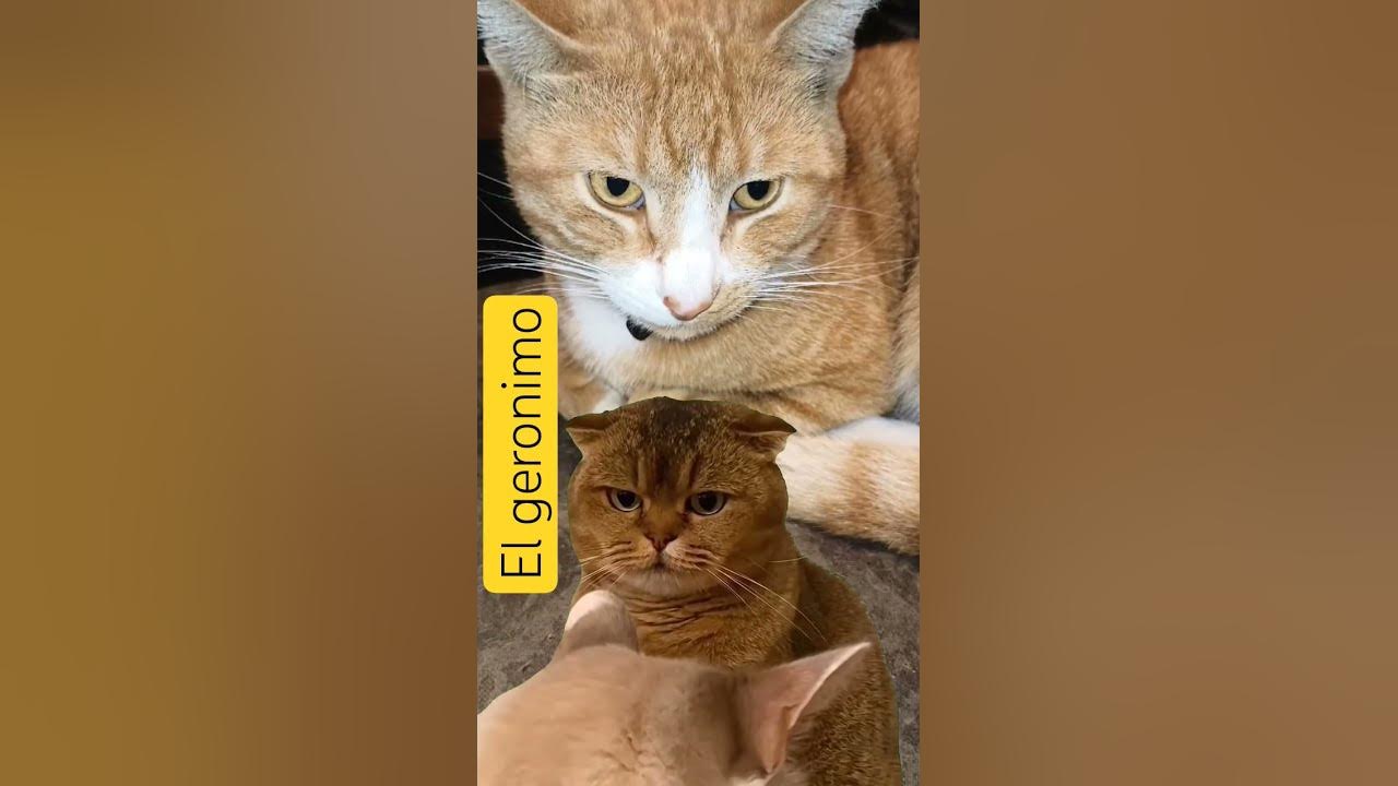 Video thumbnail for #cat el Geronimo #gatos
